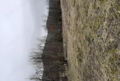 Casă în Central - 4