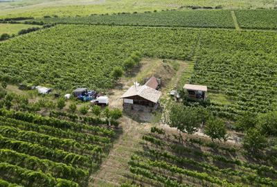 Teren agricol extravilan de 80000 mp, în Covăsinț - 41