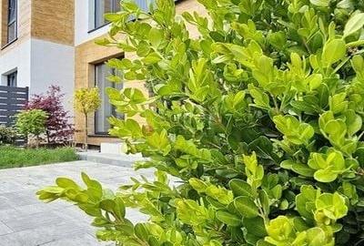 Model Tau Termen finalizare Decembrie 2026 - 11