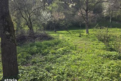 Casă cu 3 camere cu Teren 3748 Mp în Nădrag - 7
