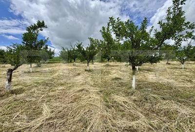 Casă cu Teren 5000 Mp în Drăculea Bandului - 5