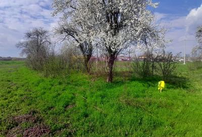 Teren Construcții intravilan de 3400 mp, în Buturugeni - 28