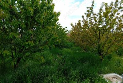 Casa Teremia Mare SI plantatie - 2