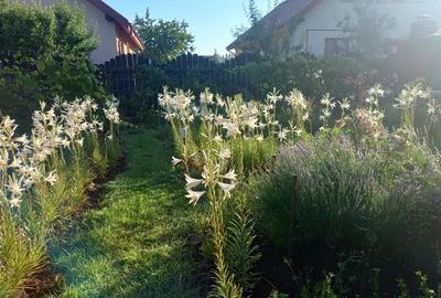 Bacau ,  Vila, la 5 minute de Centrul Orasului - 5