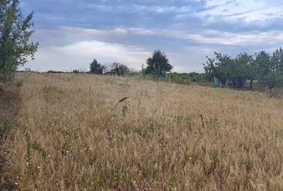 TEREN PAULESTI//10.000 MP - 9