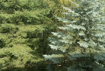 Casă cu 4 camere în Muntele Băișorii - 2