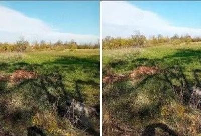 Teren Ungheni, ID: R2832820 - 8