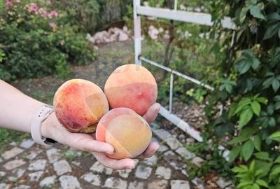 Casă cu 7 camere cu Teren 6000.7202148438 Mp în Periferie - 9