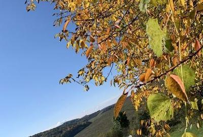 Casă cu 3 camere cu Teren 100 Mp în Silivașu de Câmpie - 4