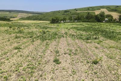 Teren de 1800 mp, în Zăicești - 3