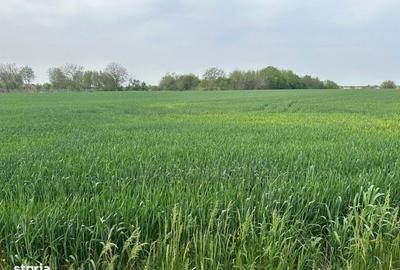 Spațiu comercial, în Dascălu - 1