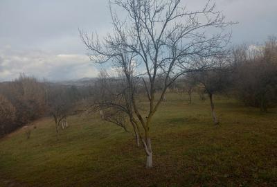 Teren Construcții intravilan de 4062 mp, în Cătunu (Drajna) - 1