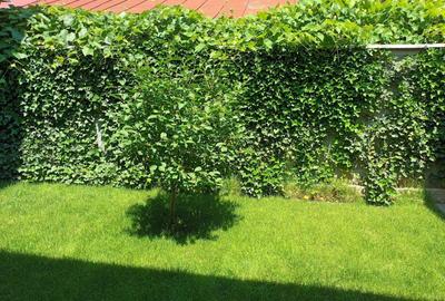 Vanzare proprietate cu doua case si intrari separate curte Giulesti - 15