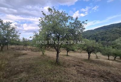 Teren spectaculos cu padure, livada si priveliste panoramica in Soimari PH - 13