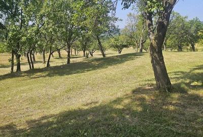 Teren de 11033 mp, în Nucșoara de Sus - 6