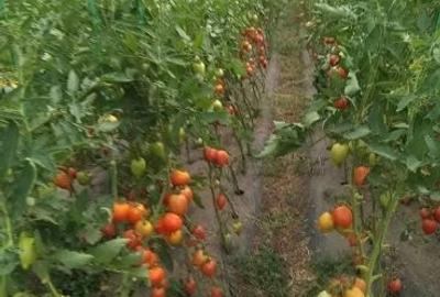 Casă cu 2 camere cu Teren 2000 Mp în Lilieci - 7