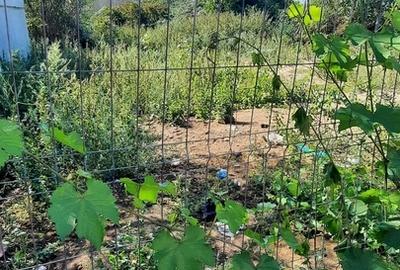 Zetari, str. ND Cocea Zetari, str. ND Cocea - 5