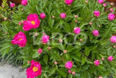 Casă individuală cu 4 camere cu Canalizare în Șelimbăr - 18