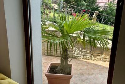 Casă individuală cu 5 camere cu Teren 10000 Mp în Ghioroc - 20