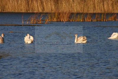 Reședință exclusivistă cu deschidere la Lacul Scroviștea - 10