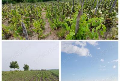 Casa de vanzare cu teren, Parscoveni, langa Bal? Casa de vanzare cu teren, Parscoveni, langa Bal? - 6