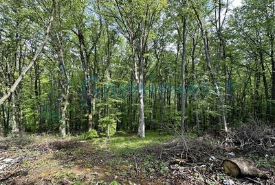 Casă individuală cu 4 camere cu Teren 27000 Mp în Codrișoru - 8