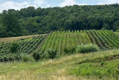 Teren Construcții intravilan de 3750 mp, în Tomești - 3