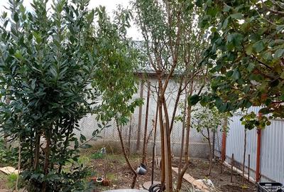 Vand casa Traian 313 Vand casa Traian 313 - 8