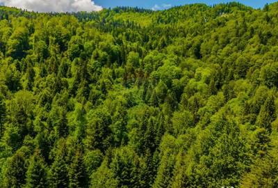 Teren de 14400 mp, în Cheile Râșnoavei - 6