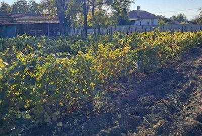 Casă cu 3 camere cu Teren 1354 Mp în Segarcea - 1