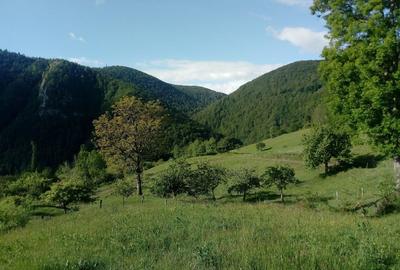 Teren de 30000 mp, în Pleșcuța - 5