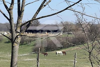 Gruiu_Lipia_Teren Intravilan langa padure - 6