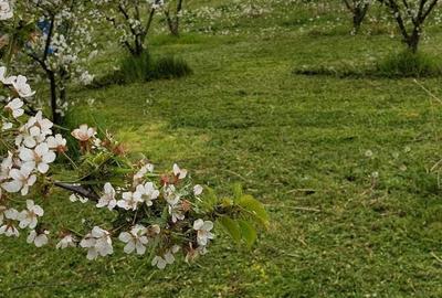 Teren de 1500 mp, în Zădăreni - 1