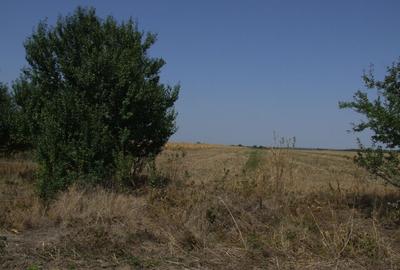 Domnesti-Teghes(Pinului). - 8