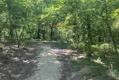 Padure de 4,849 mp in Lapusel - 3