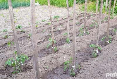 Casă în Orevița Mare - 8