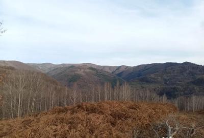 Teren de 10000 mp, în Luncșoara - 3