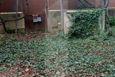 Blitz va ofera spre vanzare o casa cu teren generos in Cermei - 3