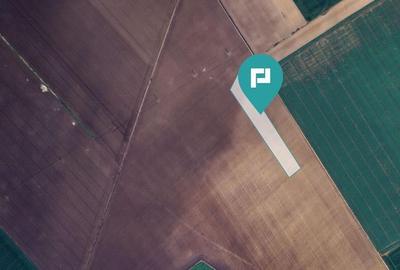 Teren 36.000 mp in Peciu Nou - 4