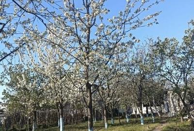 Vila 9 camere***gradina cu pomi fructiferi//1085 mp teren***Dragomiresti-Deal - 2