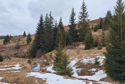 7858 mp TEREN SUPERB CU PARAU SI IZVOARE, BELIS - FANTANELE, Cluj - Transilvania - 13