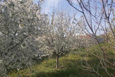 Teren de 1427 mp, în Șiria - 9