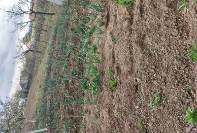 Casă în Recaș - 7