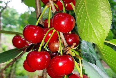 Casă cu 3 camere cu Teren 1550 Mp în Berceni - 17