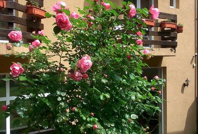 Casa Stefan-Sinaia,cu o capacitate de 14 spatii,inchiriaza pe o perioada indelungata. - 6