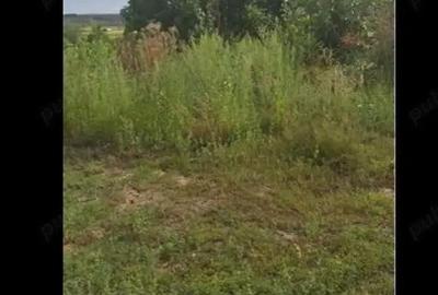 Teren de 3750 mp, în Husasău de Tinca - 6