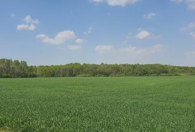 Teren intravilan Butimanu/Barbuceanu, Dambovita - 6
