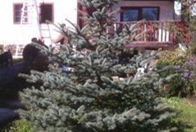 Casă cu 6 camere în Câmpeni - 10