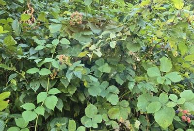 Teren 4,000mp Pascoaia / Soseaua Punctul Chiliilor - 7