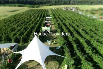 Teren intravilan de 10000 mp, în Snagov